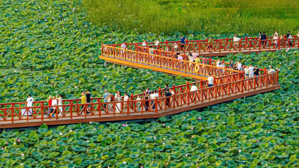白洋淀旅游攻略丨白洋淀景点与白洋淀简介💦 白洋淀旅游攻略丨白洋淀景点与白洋淀简介💦