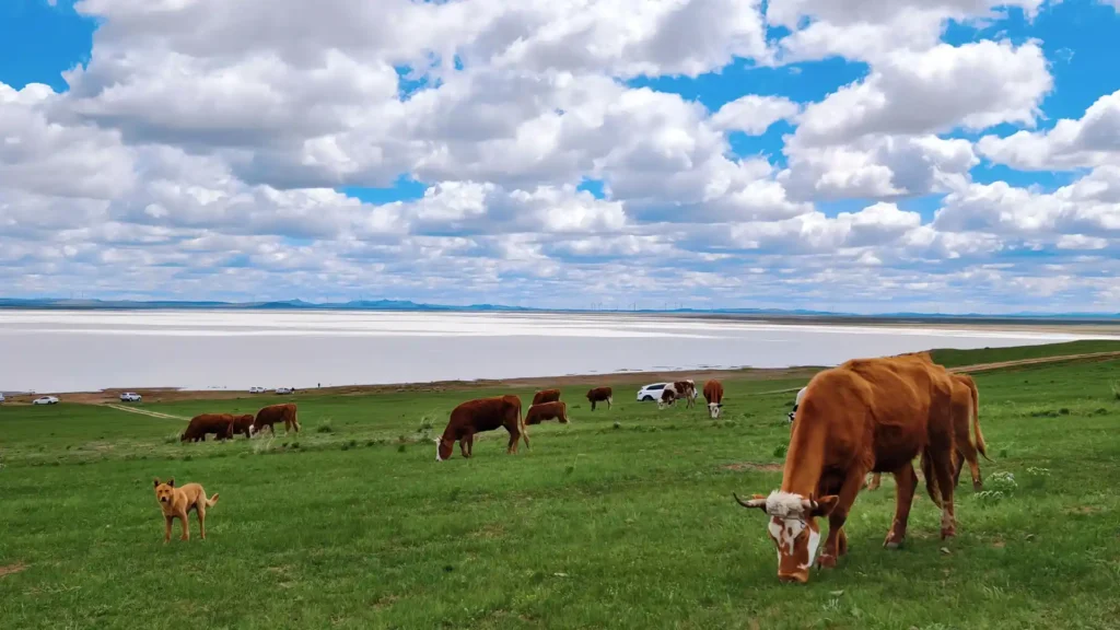 内蒙古旅游攻略：牛奶湖水龙头接牛奶