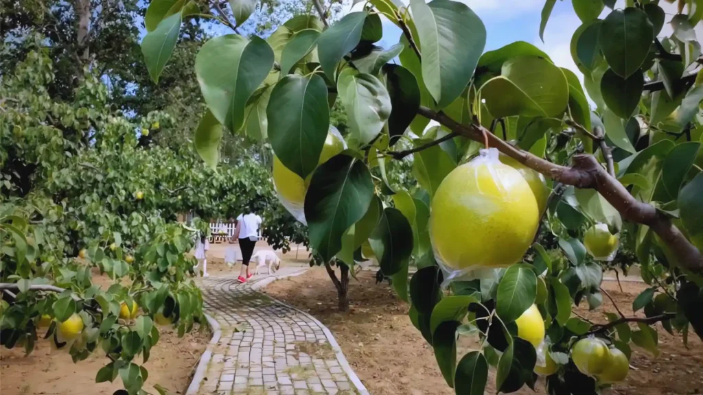 这么近那么美,周末到河北!到了河北别忘来辛集 这么近那么美,周末到河北!到了河北别忘来辛集