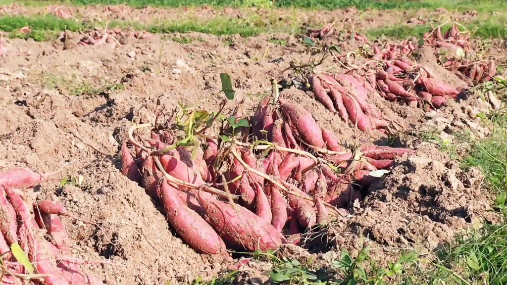 这么近那么美,周末到河北!到了河北别忘来辛集 这么近那么美,周末到河北!到了河北别忘来辛集