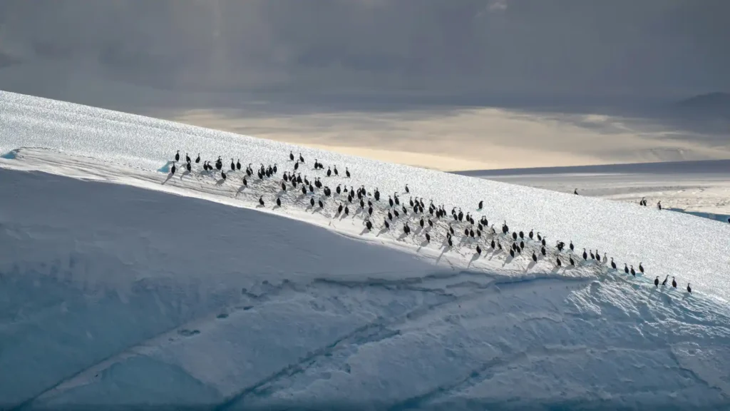 南极游价格腰斩,从20万跌至5万?真相很复杂 南极游价格腰斩,从20万跌至5万?真相很复杂